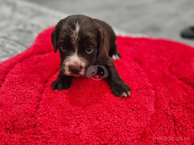 Puppies for sale in Sandy, Carmarthenshire - Image 5