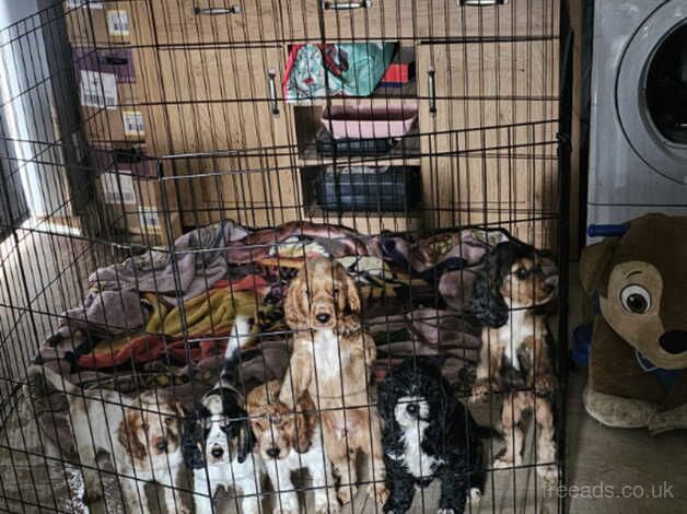 Puppies for sale ready to go for sale in Guildford, Surrey - Image 1