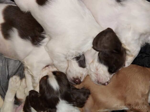 Puppys for sale in Newcastle Upon Tyne, Tyne and Wear