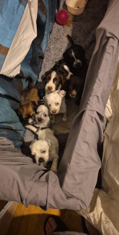 Pups for sale in Beverley, East Riding of Yorkshire