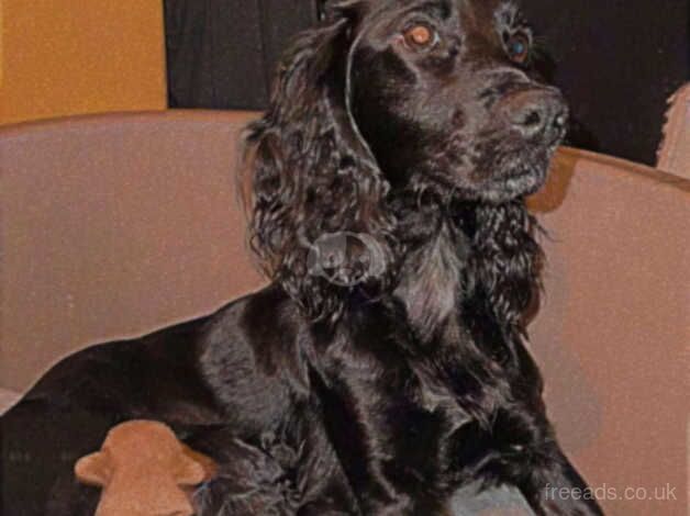 Pups for sale in Mansfield, Nottinghamshire - Image 1