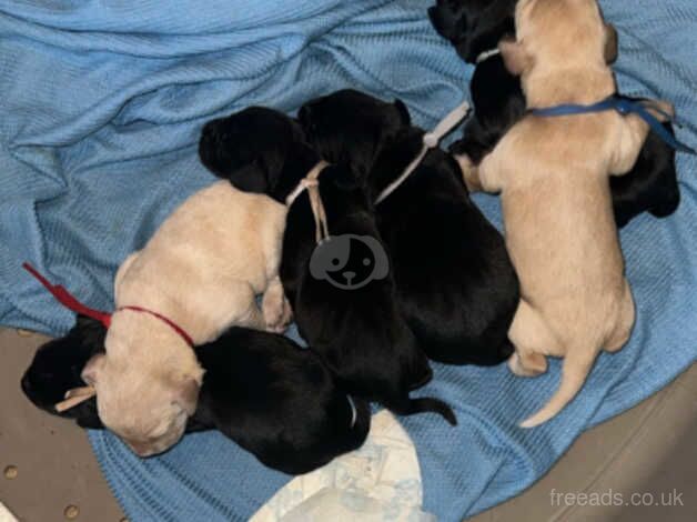 Pups for sale in Mansfield, Nottinghamshire - Image 2