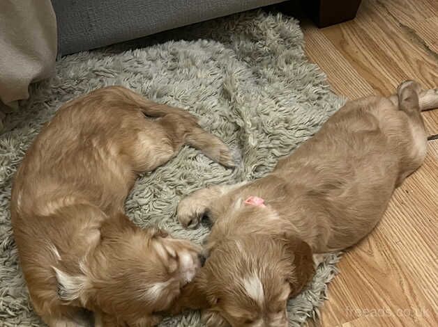 Pups for sale in Mountain Ash/Aberpennar, Rhondda Cynon Taf - Image 1