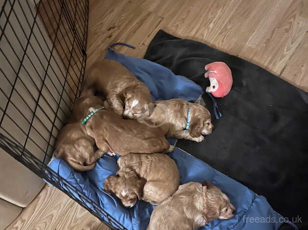 Pups for sale in Mountain Ash/Aberpennar, Rhondda Cynon Taf - Image 3