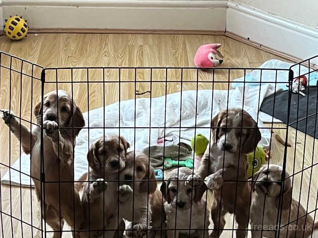 Pups for sale in Mountain Ash/Aberpennar, Rhondda Cynon Taf - Image 4