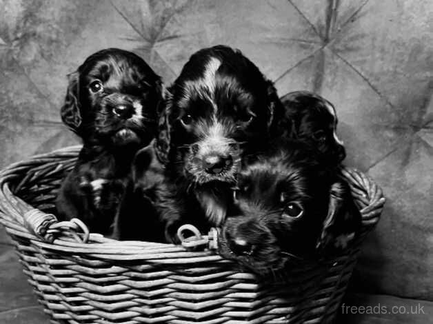 Pups!! Therapy Working cocker spaniels for sale in Ashby, Lincolnshire - Image 2