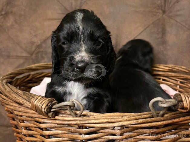 Pups!! Therapy Working cocker spaniels for sale in Ashby, Lincolnshire - Image 3