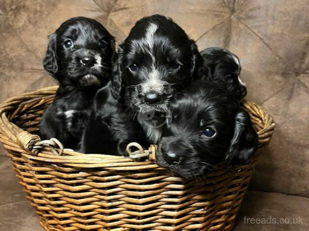 Pups!! Therapy Working cocker spaniels for sale in Ashby, Lincolnshire - Image 4