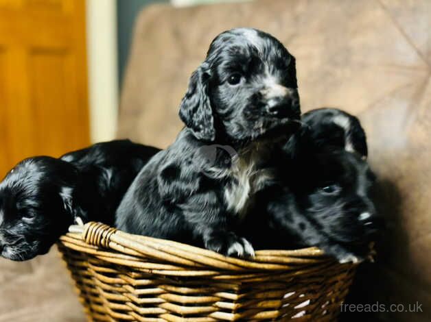 Pups!! Therapy Working cocker spaniels for sale in Ashby, Lincolnshire - Image 5