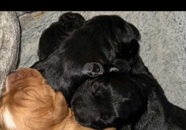 Pure bread cocker spaniel pups for sale in Durham, County Durham - Image 3