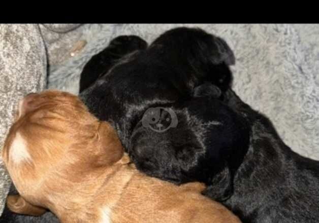 Pure bread cocker spaniel pups for sale in Durham, County Durham - Image 4