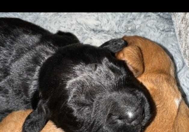 Pure bread cocker spaniel pups for sale in Durham, County Durham - Image 5