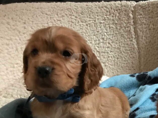 Pure show type cocker spaniel puppies for sale in Carmarthen/Caerfyrddin, Carmarthenshire - Image 1