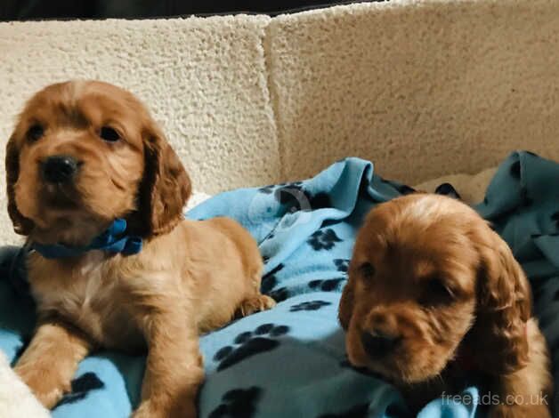 Pure show type cocker spaniel puppies for sale in Carmarthen/Caerfyrddin, Carmarthenshire - Image 2