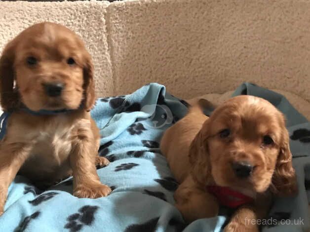 Pure show type cocker spaniel puppies for sale in Carmarthen/Caerfyrddin, Carmarthenshire - Image 3