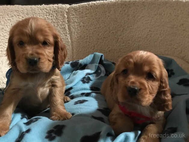 Pure show type cocker spaniel puppies for sale in Carmarthen/Caerfyrddin, Carmarthenshire - Image 4