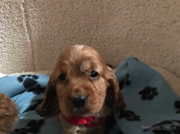 Pure show type cocker spaniel puppies for sale in Carmarthen/Caerfyrddin, Carmarthenshire - Image 5