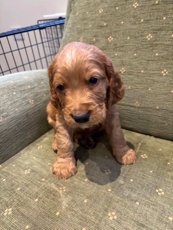 Purebred Cocker Spaniels for sale in Newtownards, County Down