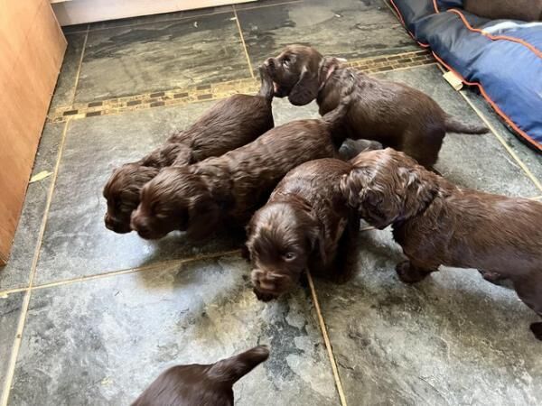 Quality Working kc cocker pups for sale in Dronfield, Derbyshire - Image 2