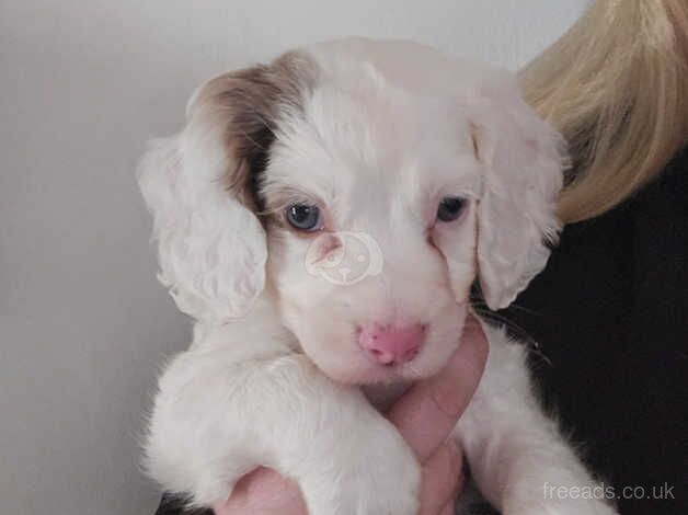 Rare white with merle patch pup for sale in Girvan, South Ayrshire