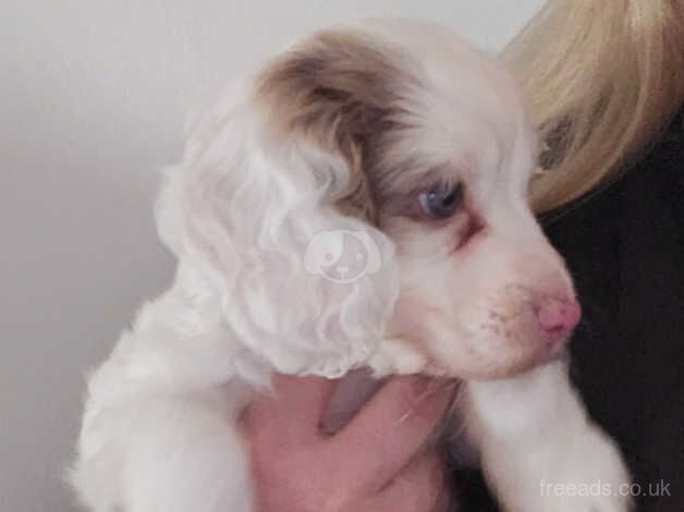 Rare white with merle patch pup for sale in Girvan, South Ayrshire - Image 2