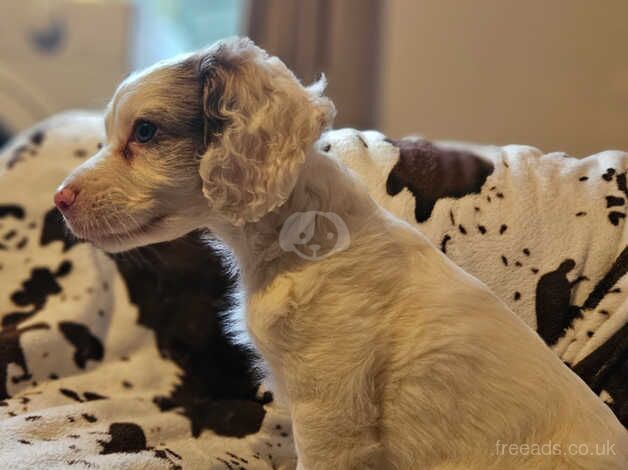 Cocker Spaniel Puppies for sale