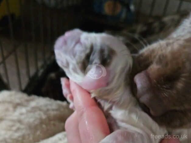 Rare white with merle patch pup for sale in Girvan, South Ayrshire - Image 5