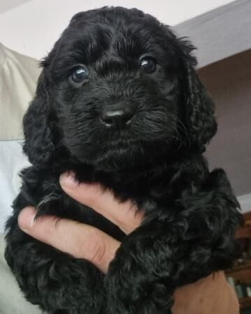 READY NOW 1 gorgeous black F1 Cockapoo boy for sale in Walsall, West Midlands - Image 1