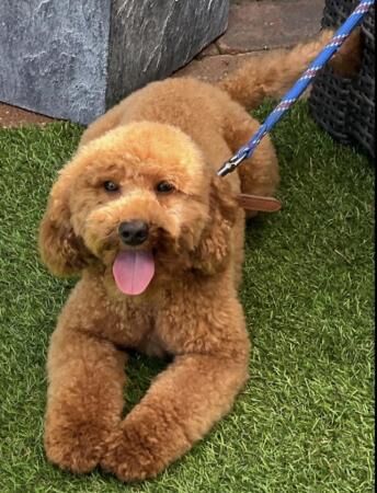 READY NOW 1 gorgeous black F1 Cockapoo boy for sale in Walsall, West Midlands - Image 2