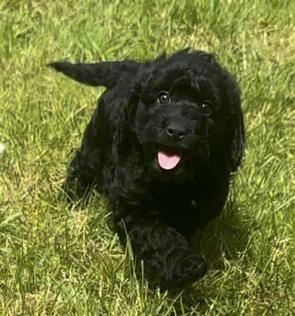 READY NOW 1 gorgeous black F1 Cockapoo boy for sale in Walsall, West Midlands - Image 3