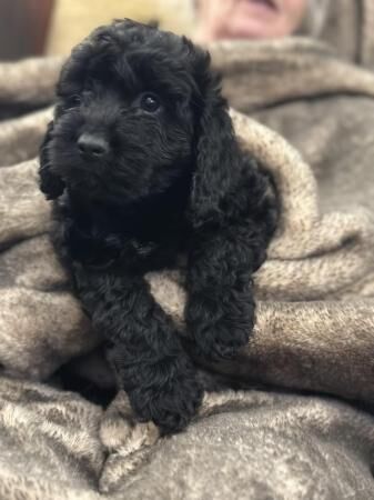 READY NOW 1 gorgeous black F1 Cockapoo boy for sale in Walsall, West Midlands - Image 5