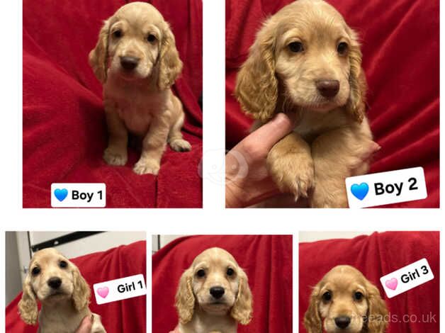 Ready Now Beautiful Cocker Spaniel Puppies for sale in Corwen, Denbighshire