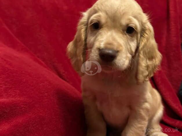 Ready Now Beautiful Cocker Spaniel Puppies for sale in Corwen, Denbighshire - Image 2