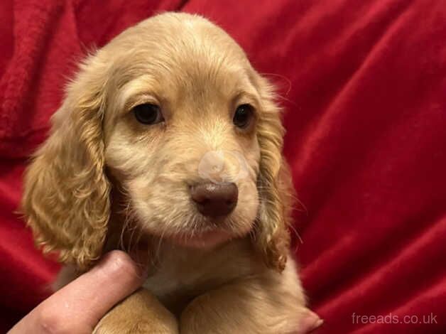 Ready Now Beautiful Cocker Spaniel Puppies for sale in Corwen, Denbighshire - Image 3