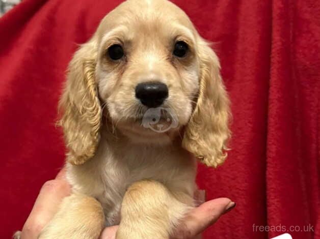 Ready Now Beautiful Cocker Spaniel Puppies for sale in Corwen, Denbighshire - Image 5