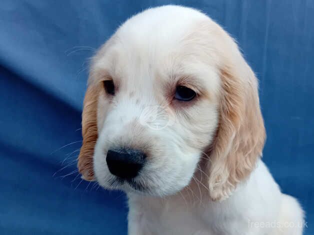 Ready Now Beautiful Cocker Spaniel Puppies for sale in Southampton, Hampshire - Image 1