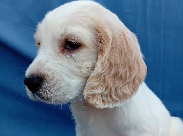 Ready Now Beautiful Cocker Spaniel Puppies for sale in Southampton, Hampshire - Image 2