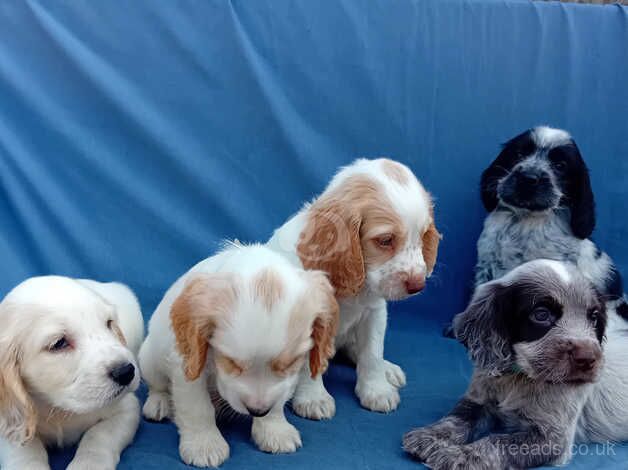 Cocker Spaniel Puppies for sale in Hampshire