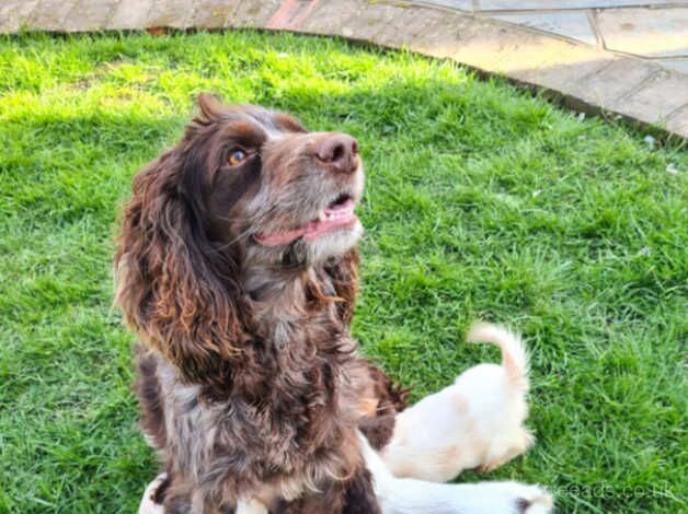 Cocker Spaniel Puppies for sale