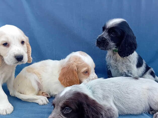 Ready Now Beautiful Cocker Spaniel Puppies for sale in Southampton, Hampshire - Image 5