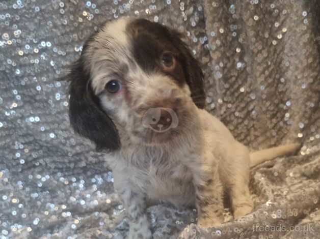 Ready now last 2 cocker spaniel pups for sale in Walsall, West Midlands - Image 2