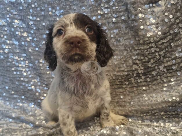 Ready now last 2 cocker spaniel pups for sale in Walsall, West Midlands - Image 3