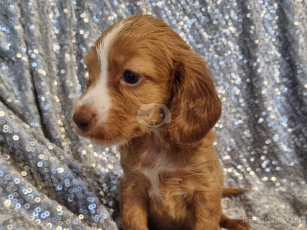 READY NOW LAST cocker spaniel pup for sale in Walsall, West Midlands - Image 1