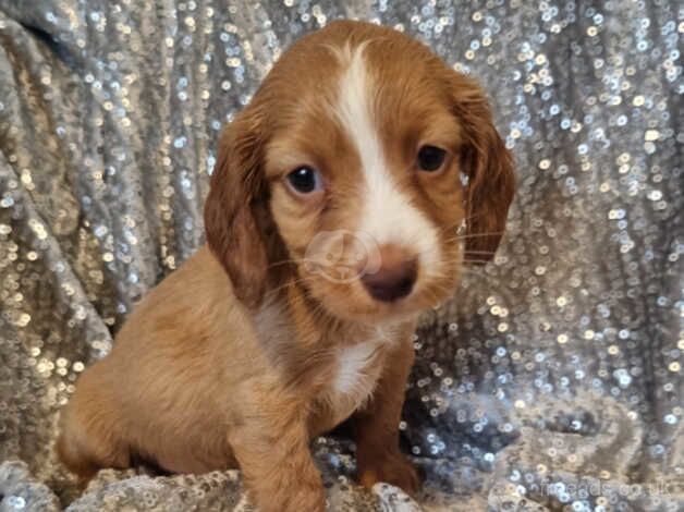 READY NOW LAST cocker spaniel pup for sale in Walsall, West Midlands - Image 2