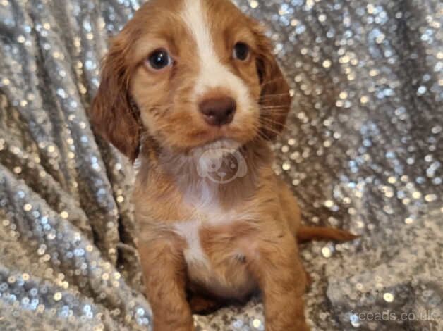 READY NOW LAST cocker spaniel pup for sale in Walsall, West Midlands - Image 3