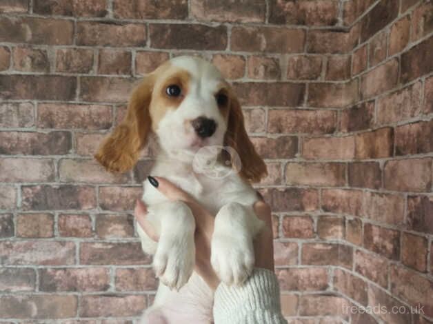 READY TO GO!! Last 4 cocker spaniel males for sale in Halifax, West Yorkshire - Image 1