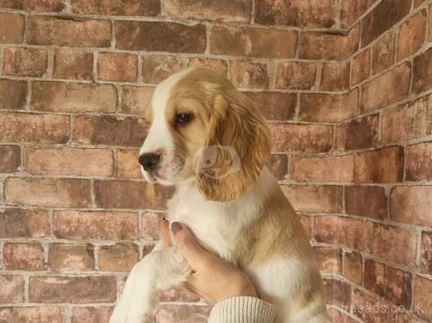 READY TO GO!! Last 4 cocker spaniel males for sale in Halifax, West Yorkshire - Image 3