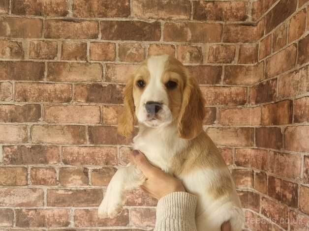 READY TO GO!! Last 4 cocker spaniel males for sale in Halifax, West Yorkshire - Image 4