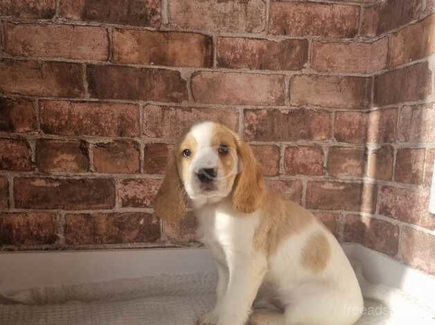 READY TO GO!! Last 4 cocker spaniel males for sale in Halifax, West Yorkshire - Image 5