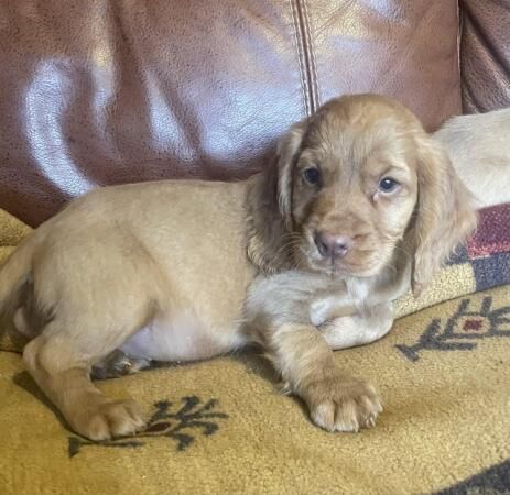 Red Cocker spaniel puppies for sale in Huntingdon, Cambridgeshire